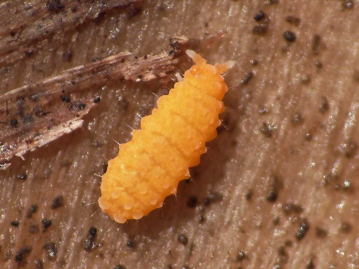 Bilobella aurantiaca (Caroli,1910)